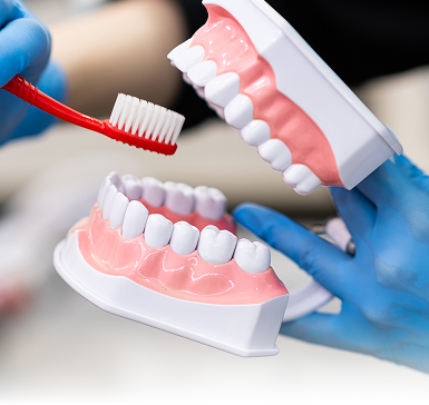 A person wearing blue gloves holds a dental model showing teeth and gums while using a red toothbrush to demonstrate proper brushing technique.